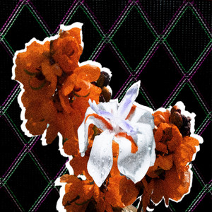 Suave Punk – Petals Suave Punk - Petals