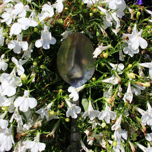 Wake – Spoon Wake - Spoon